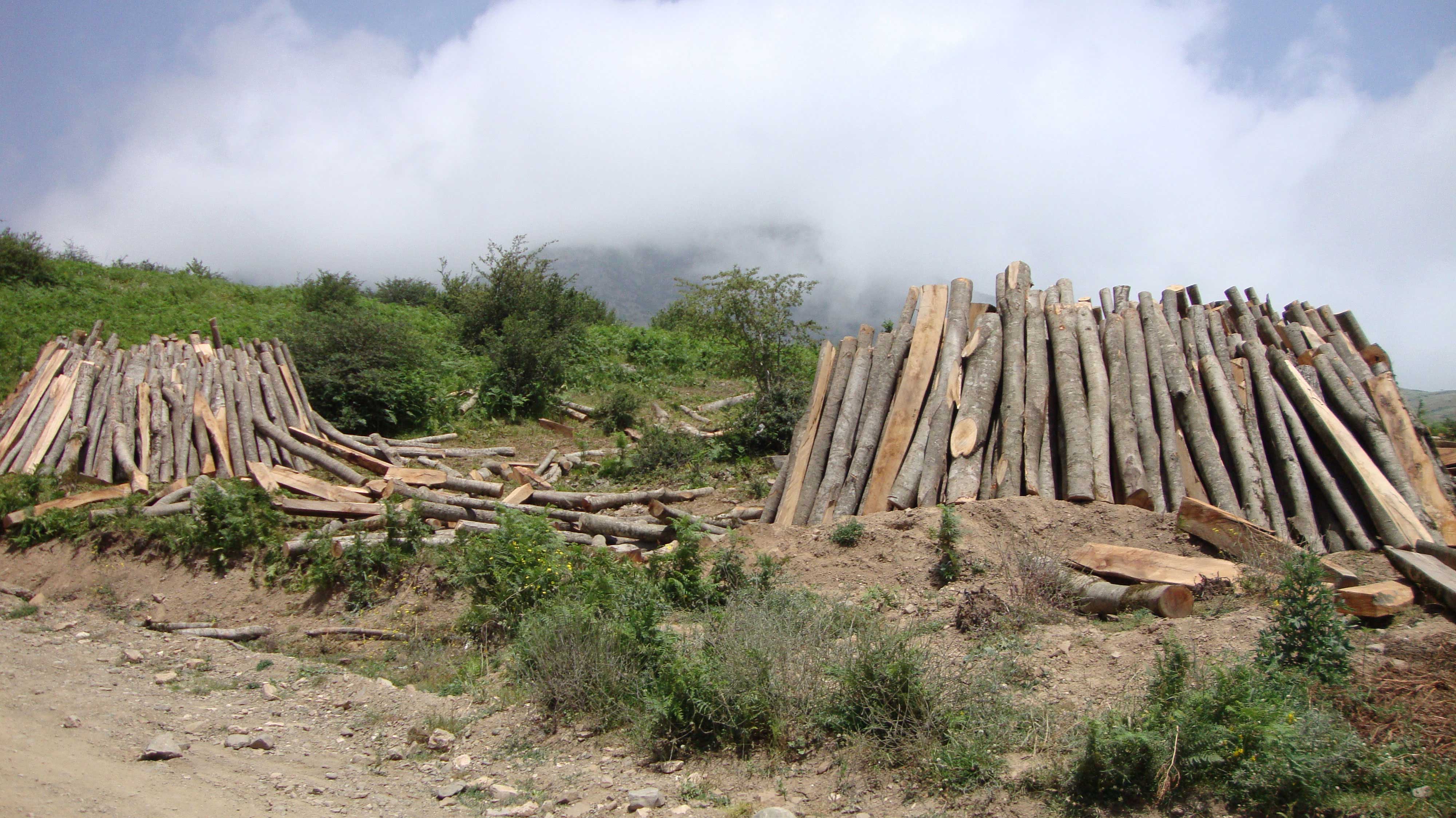 ارسالی  آمنه مرادی