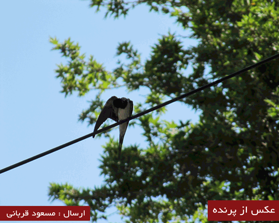 ارسالی از مسعود قربانی