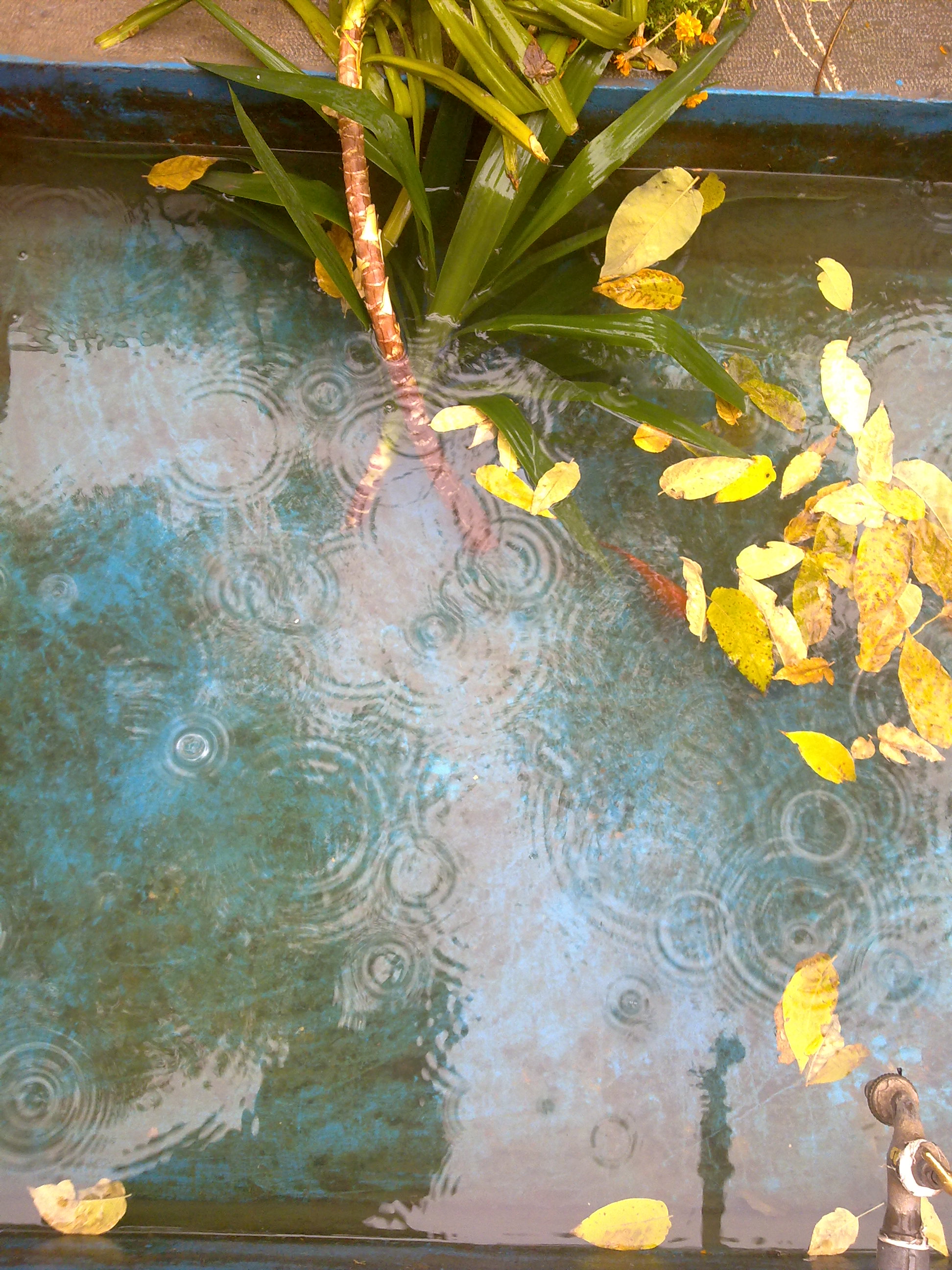 عكس ارسالي از مژگان ساده